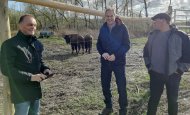 (von links): Landrat Dietmar Seefeldt, Landwirt Thomas Kieffer und Landrat Dr. Fritz Brechtel bei der Ankunft der zwei Bisons im Viehstrich. Foto: Kreisverwaltung Germersheim 