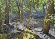 Verbrannter Waldboden bei Hagenbach. Foto: Brand- und Katastrophenschutzinspekteur Mike Schönlaub