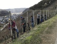 Auf den Rebschnitt folgt das Anbinden: Aus den Mitteln der Spendenaktion „Weinregion für Weinregion – Südpfalz hilft dem Ahrtal“ wurden jetzt 60 Beli-Binder für von der Flut betroffene Weingüter im Ahrtal angeschafft. (Foto: Jürgen Stoppel)