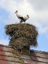 Ein Storchennest auf dem Dach eines Hauses. Ein Storchennest auf dem Dach eines Hauses.