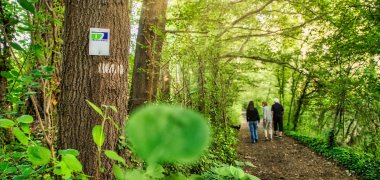Sattes Grün auf dem Treidlerweg bei Sondernheim.   Foto: Südpfalz-Tourismus Landkreis Germersheim e.V./Fotografie Britta Hoff