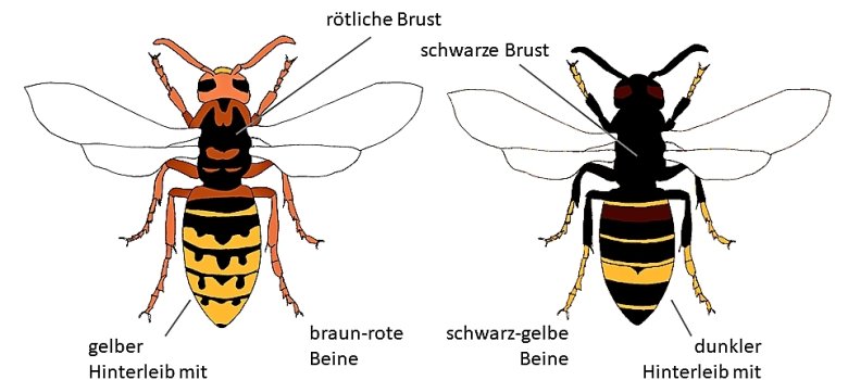 Grafik eines Vergleichs Hornisse vs. afrikanische Hornisse.