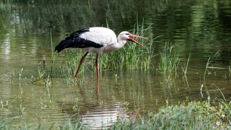 Erfolgreiche Jagd - Wilfried Glauber