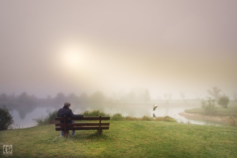 Der Reiher vom Angelweiher in Zeiskam