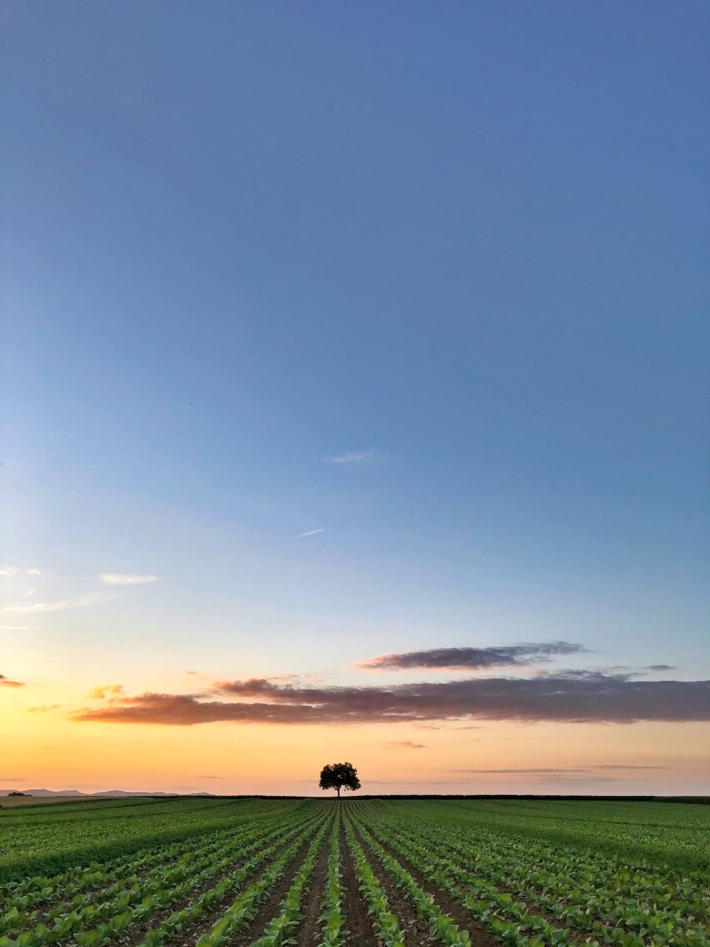 Landwirtschaft im Landkreis mit Sonnenuntergang und Blick auf den Pfälzer Wald