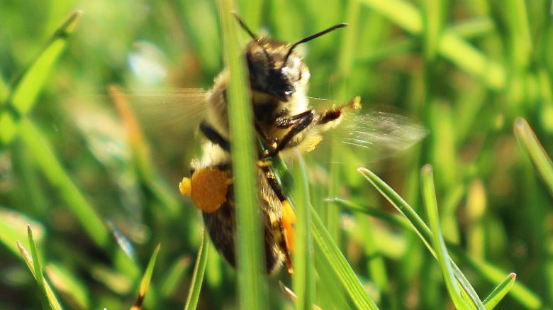 Ohne Bienen ist alles nichts - Patrick Frauter