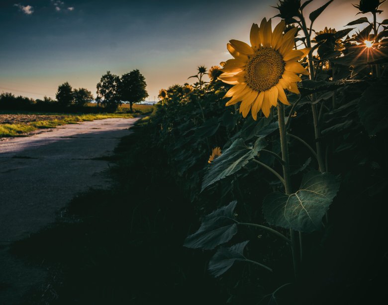 Sonnenblume - Giulio Gröbert