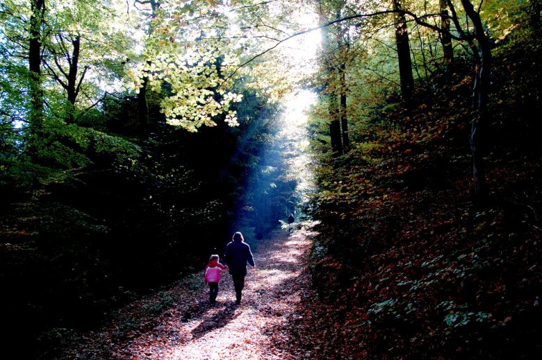 Lichtspiele beim Waldspaziergang - Joachim Schröder