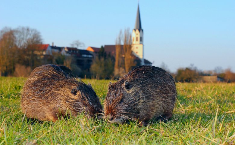 zwei Nutrias und im Hintergrund ist die Kirche St. Dionysius in Jockgrim - Nadine Sojka