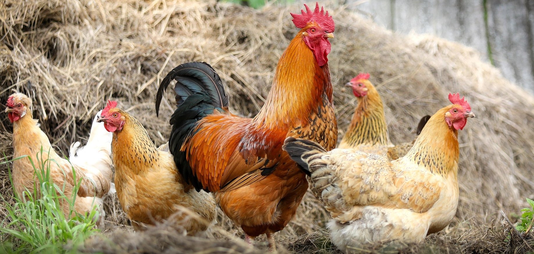 afrikanische schweinepest