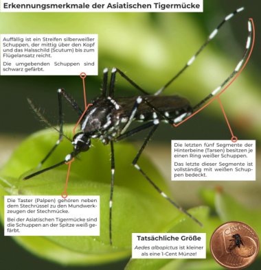 Foto einer stechenden Tigermuecke
