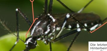 Foto einer stechenden Tigermuecke