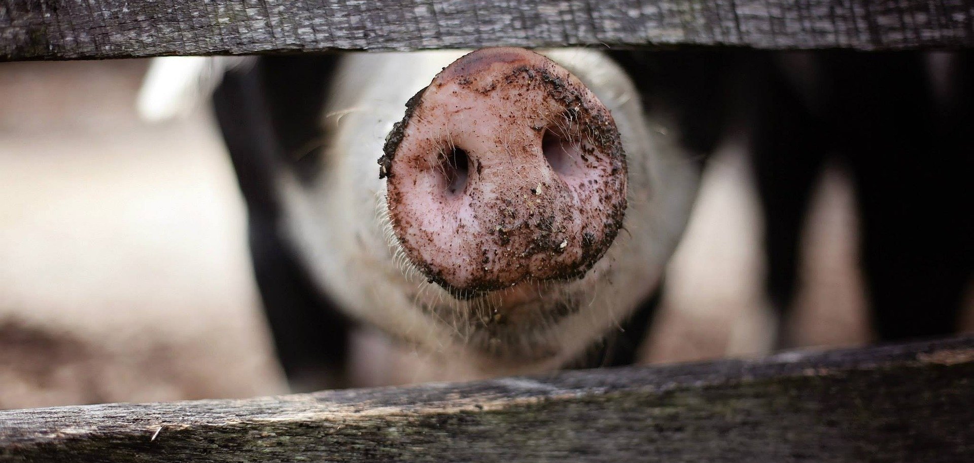 afrikanische schweinepest