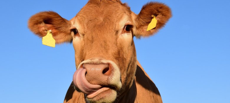 Das foto zeigt ein Rinderkopf