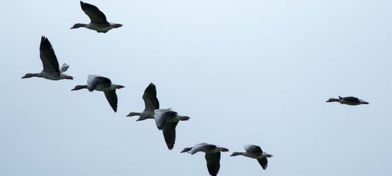 Bild eines fliegenden Vogel- Schwarms Vogelgrippe, Bild eines fliegenden Vogel- Schwarms