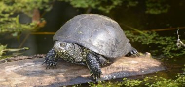 eine Sumpfschildkröte beim gehen